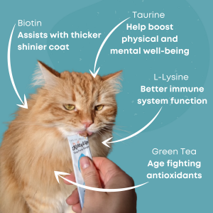 Copy of Kitty Up PDP Images 3