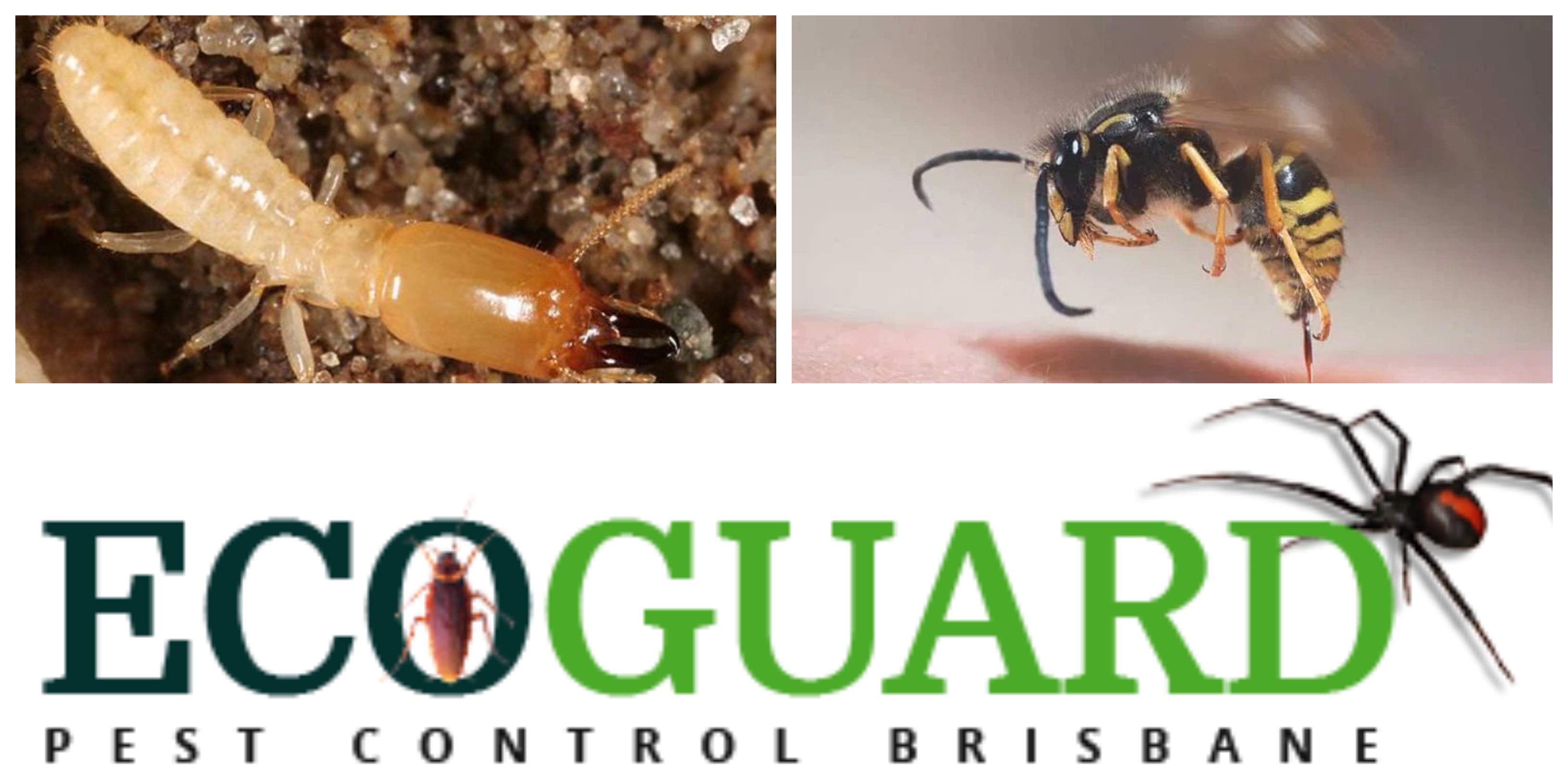 Make Your Home PestFree Again With Ecoguard Pest Control IssueWire