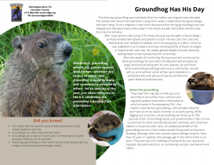 groundhog
