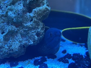 Exotic Pets from around the world