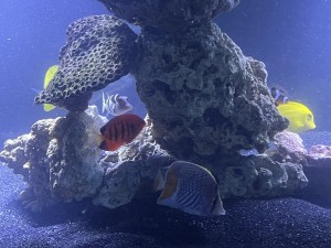 Indy local Fish store