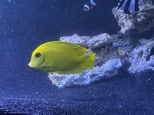 Jace Exotics located in Broad Ripple