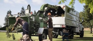 certified arborist west chester pa