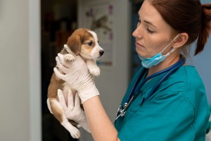 veterinarian taking care dog