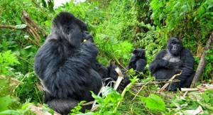 bwindi gorillas Augustine Tours