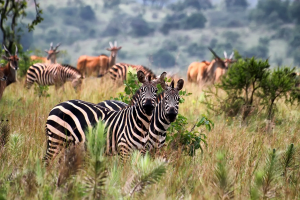Zebras in Akagera NP