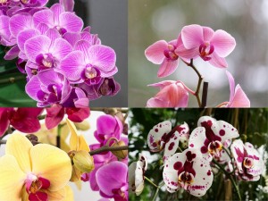 Orchids Sydney