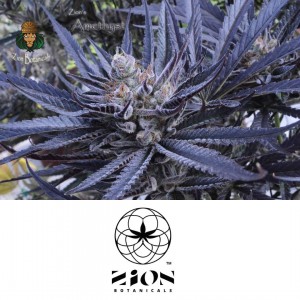 Deep Green Featured Breeder