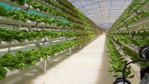 Vertical Farming Plant Factory