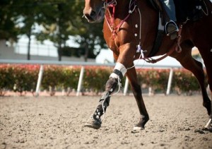 Technology Transforming The Equine World- Ai, Iot And Blockchain