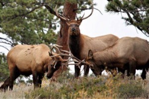 denver attractions
