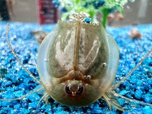 tadpole shrimps are triops not sea monkeys