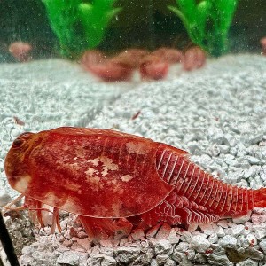 Triops Beni Kabuto ebi albino red tadpole shrimps
