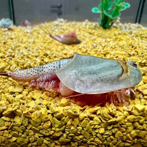 Triops Longicaudatus tadpole shrimps