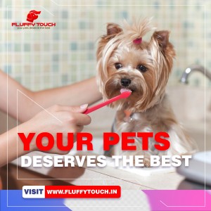 FluffyTouch your pets deserves d best