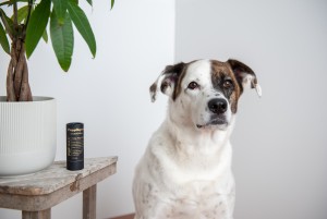 Pup Wax Rebrands As Puppington, Launches Limited Edition 7-Day Magic Stick