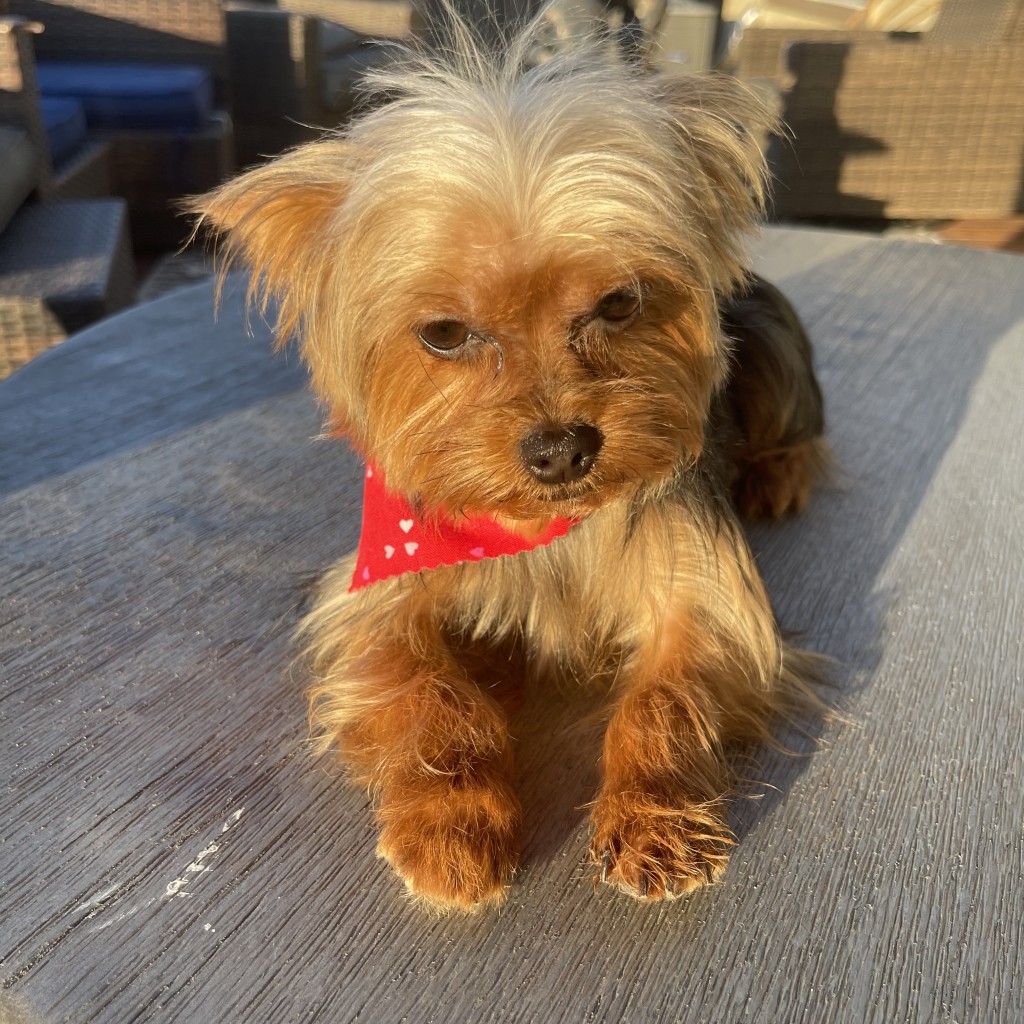 Meet the dog breeder with a heart of gold! Yorkies of Austin Jacqueline