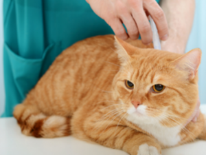 According to Gateway Veterinary Clinic - what You Should Know About Urinary Blockage in Cats 