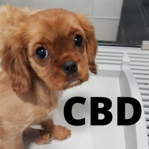 CBD for Dogs Health