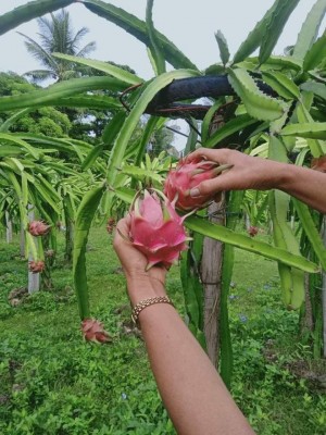 PTC Farms Sets Long Awaited Opening Date