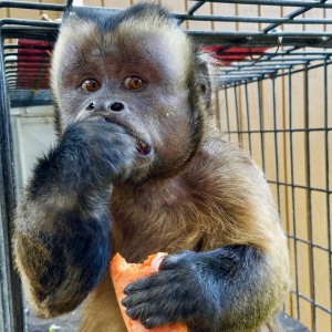 Louie at Primate Rescue