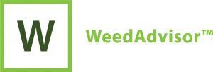 Lit Weed Delivery announces partnership with North York's best cannabis dispensary, Weed Advisor.