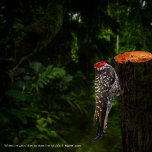 Excruciating Decline of Wildlife