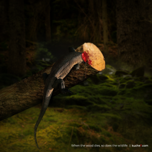 Harsh Reality of Wooden Furniture