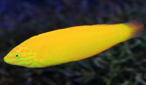 banana fish saltwater