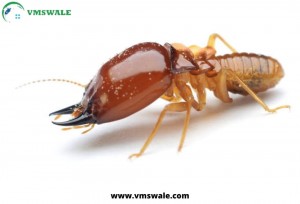 Termite Control services