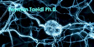 Peyaman Taeidi Ph.D. Nanotechnology 2022