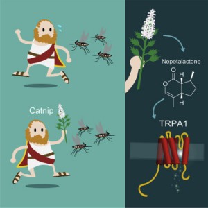 Forget DEET, Boomerang Bug Juice May Be The Answer When It Comes To Buzzing Off Mosquitoes