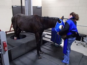 Imaging an axial fracture of proximal MTIV of right rear limb of a 2-year-old QH.