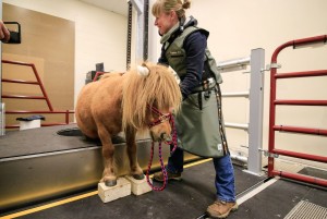 With the Equina®, there are no limits on patient breed or size!
