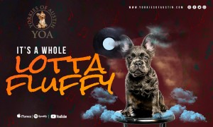 promo card Divenchi 2