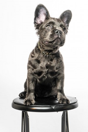 Train your puppy or they