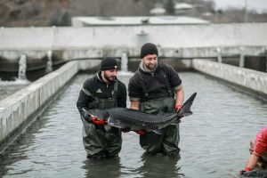 A wide variety of fish live in Georgian Fish and Caviar.