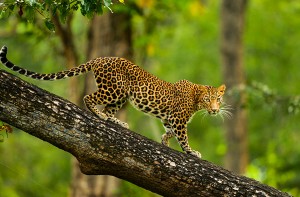 Leopard at Kanha National Park