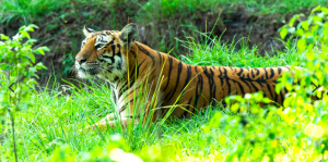 Tiger at Bandhavgarh National Park