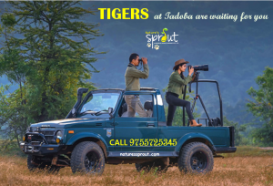 tadoba tigers