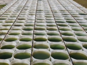 honeycomb algae1