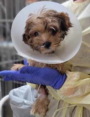 Day 6 of Hospitalization for Perla 