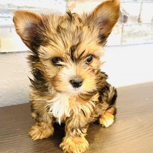 Perla at 8 weeks old 