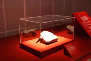 acrylic musium display 2 1 1024x685