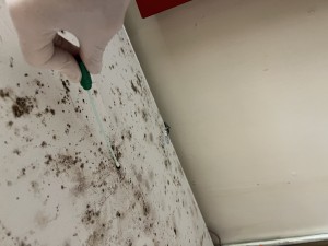 Mold Swab Sampling