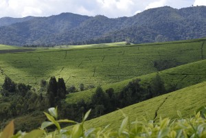 Gorilla male adult credit thebartletts co