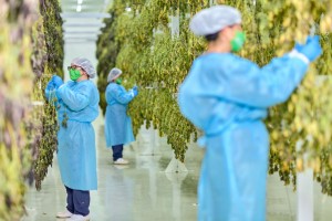 CUMCS IMC-G.A.P. certified drying procedures