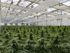 High-tech Richel greenhouse for increase crop control and batch standardization