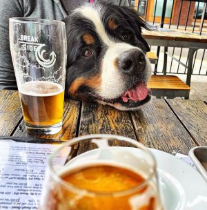 Dog getting a pint at Breakside Brewery