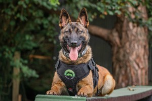 Rise of Shinga high res 2